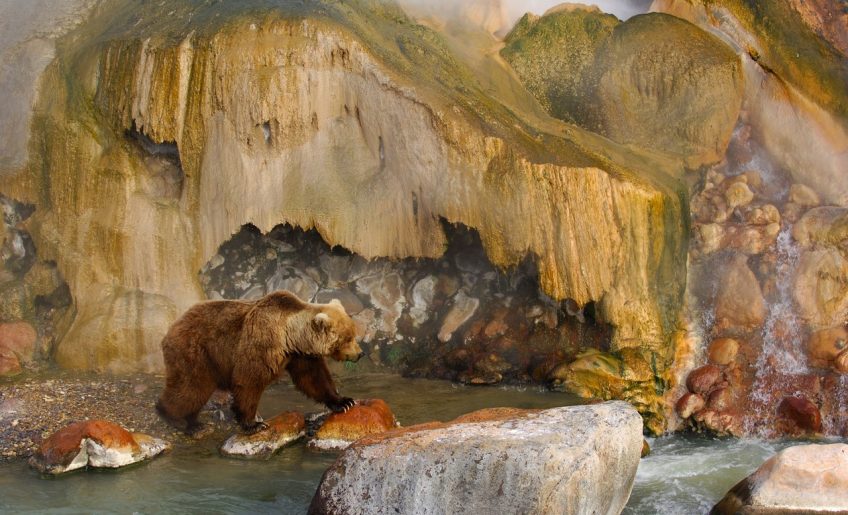 Медведь в Долине гейзеров Игорь Шпиленок