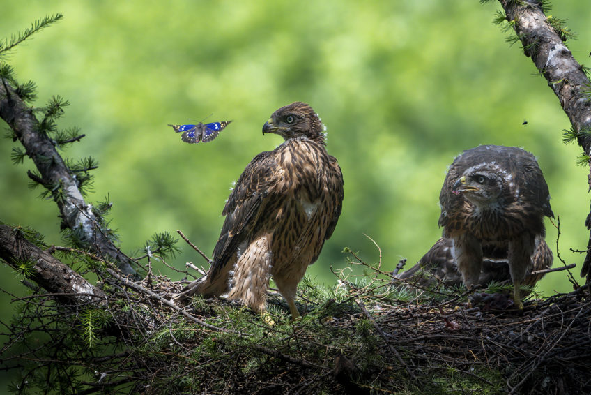 Animal_Behaviour_3_file_1